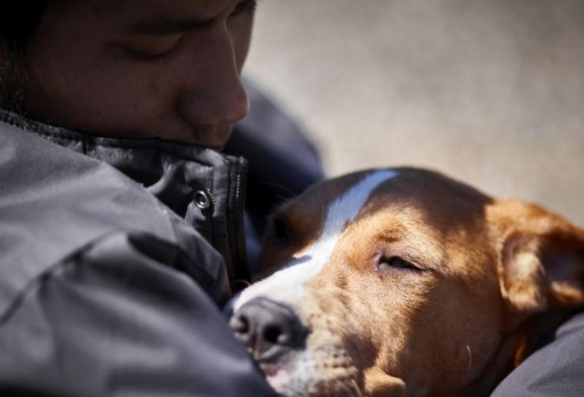 Ковид мутира: Задава се нова пандемия, удря ни Кучешки коронавирус 