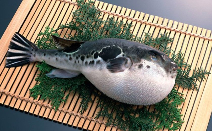 Стиска ли ви? Най-опасната риба фугу може да убие за секунди след консумация