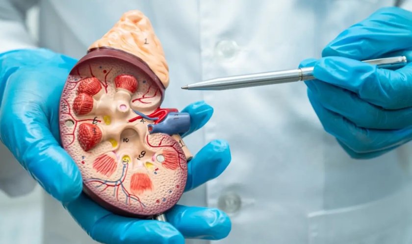 Създадоха универсален бъбрек, подходящ за хора от всяка кръвна група