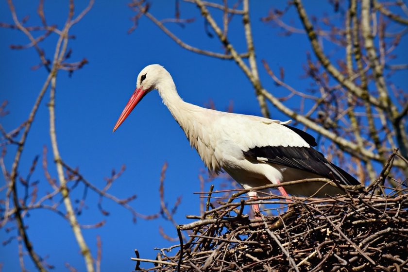 Първият щъркел кацна в Рупите