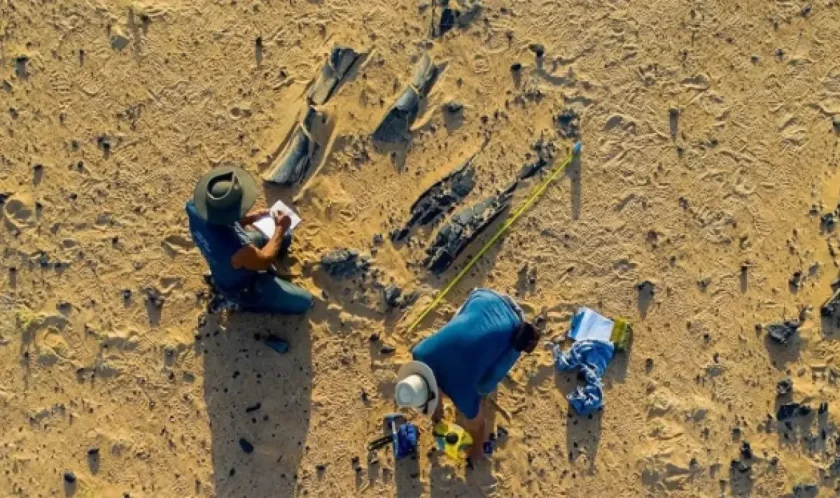 Откриха фосили на непознат динозавър в Сахара