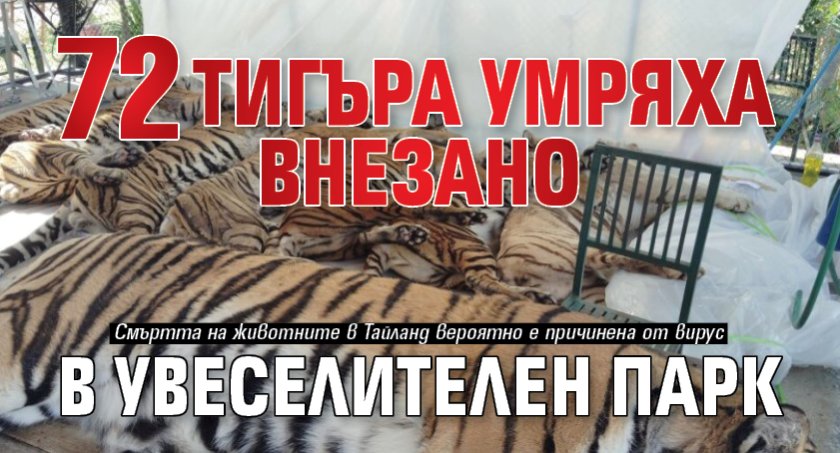 72 тигъра умряха внезано в увеселителен парк