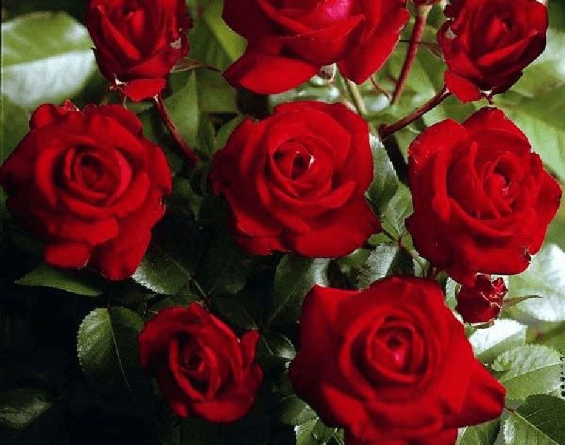 Най-скъпата поръчка за цветя тази година: българин плати 475 евро за рози