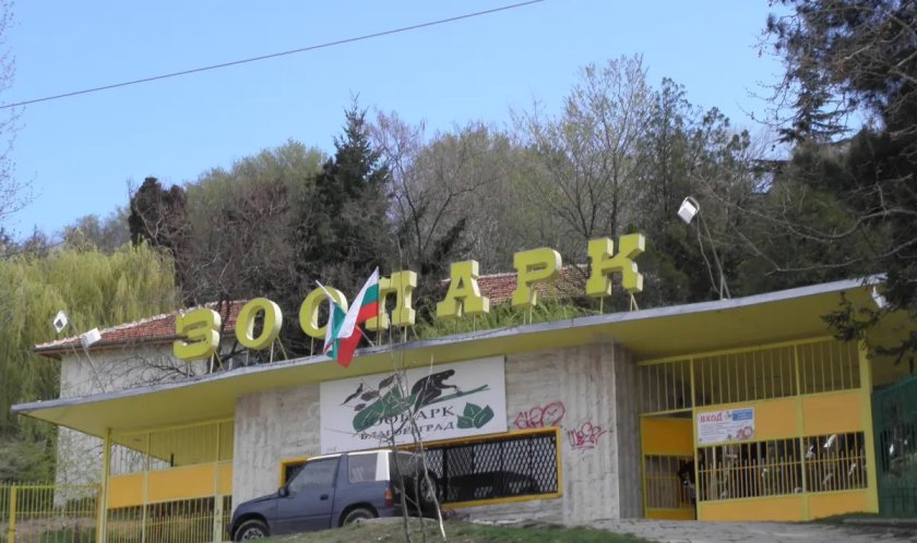 Лъвицата в зоопарка в Благоевград умря след боледуване