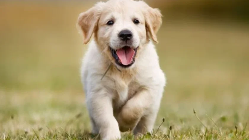 Глобяват 65 хил. евро за изоставени кученца в Гърция