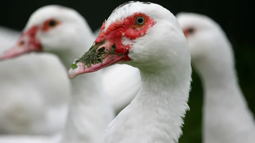 ПТИЧИ ГРИП: Видяха сметката на 30 хил. патки край Димитровград