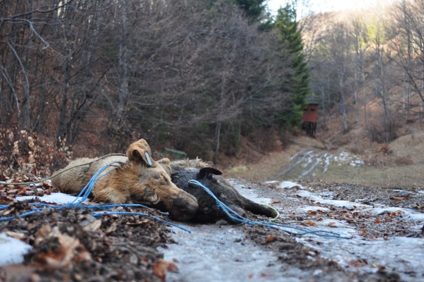 Гърми нов скандал: БАБХ удря животновъдите с глоби до 10 бона за хаоса, който създаде с инсинераторите