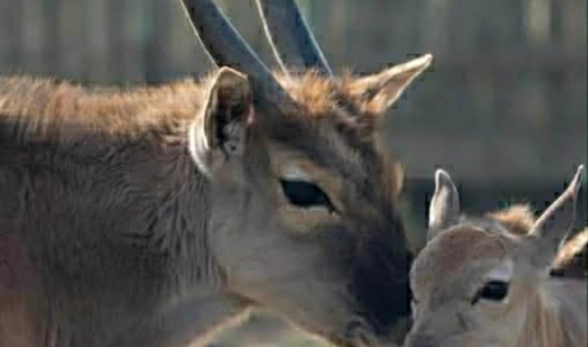 Бейби бум в бургаския зоопарк