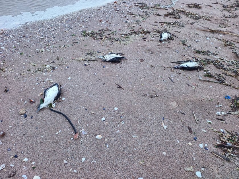 Екокатастрофа край Шабла: Над 300 мъртви птици и делфини изхвърли морето