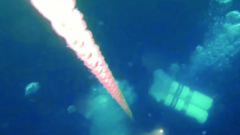 Отказ на двигателя е една от версиите за трагедията край Маслен нос