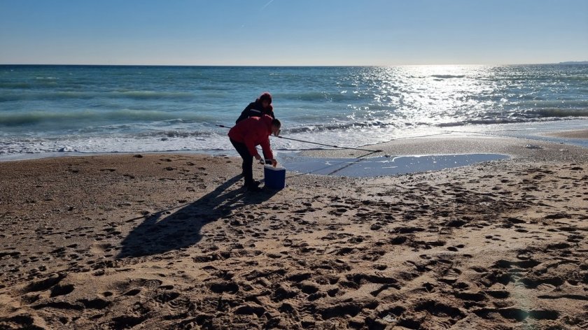 Рядък вид птици са открити мъртви по крайбрежието на Шабла