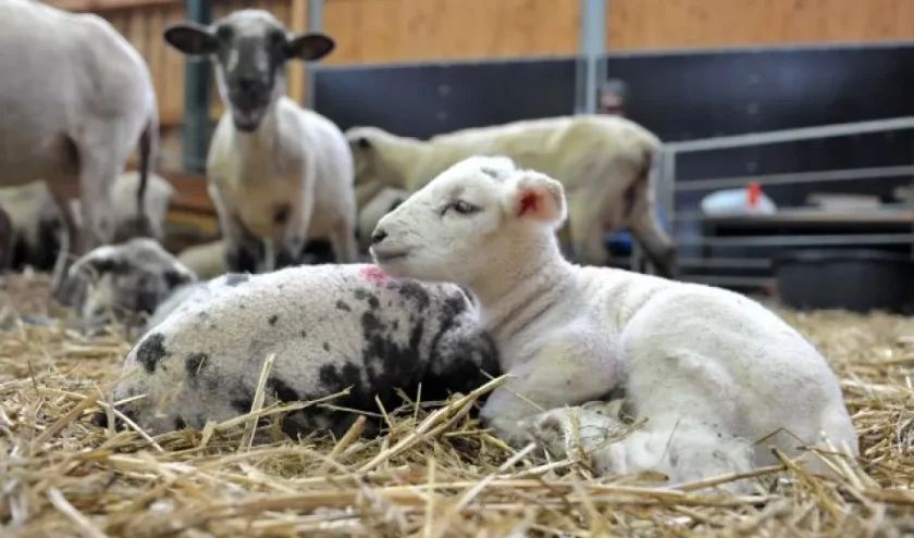 50 хил. агнета не достигат за Великден и Гергьовден