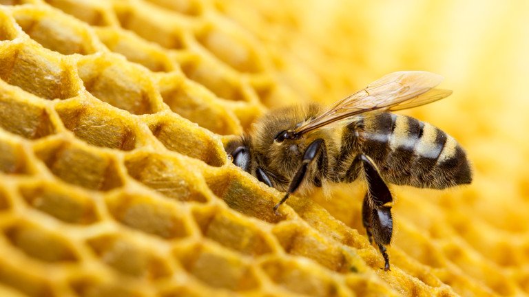 Екокатастрофа: Дивите пчели намаляват