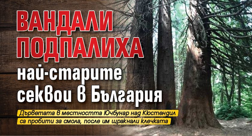 Вандали подпалиха най-старите секвои в България