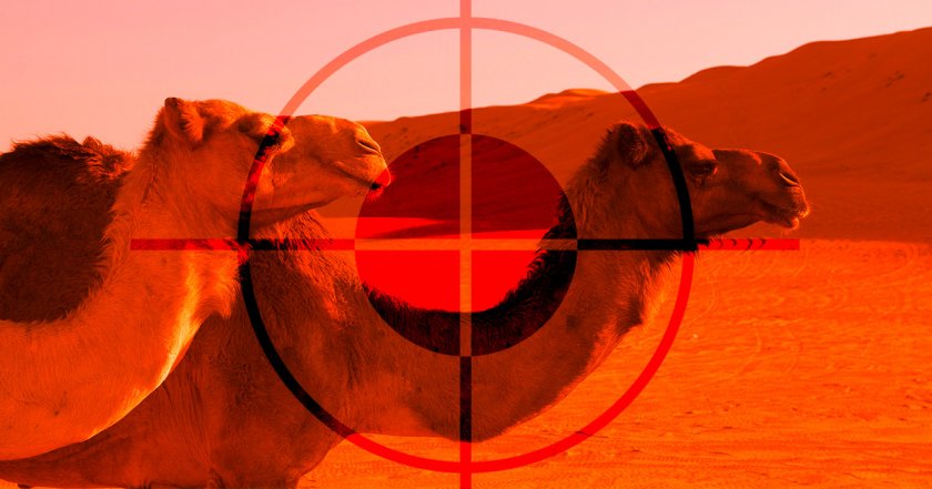 Снайперисти убиха 5000 диви камили в Австралия