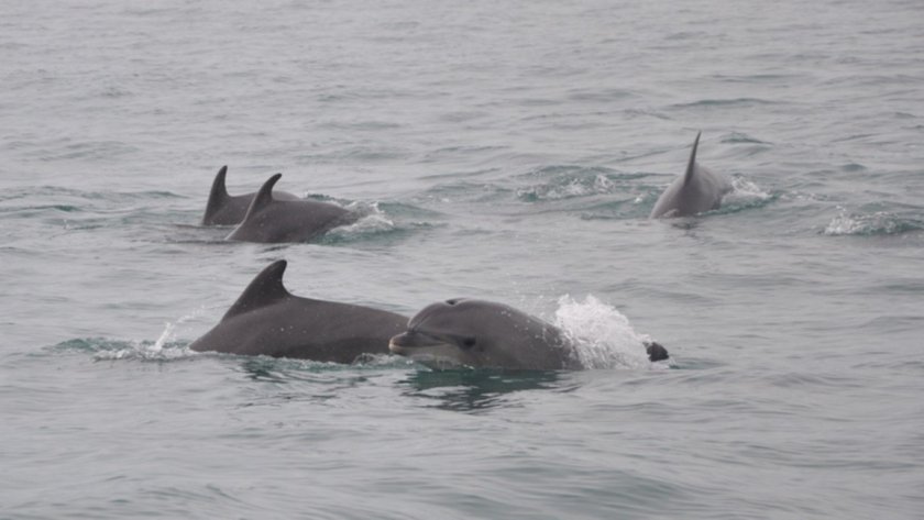 73 000 - толкова са делфините в Черно море