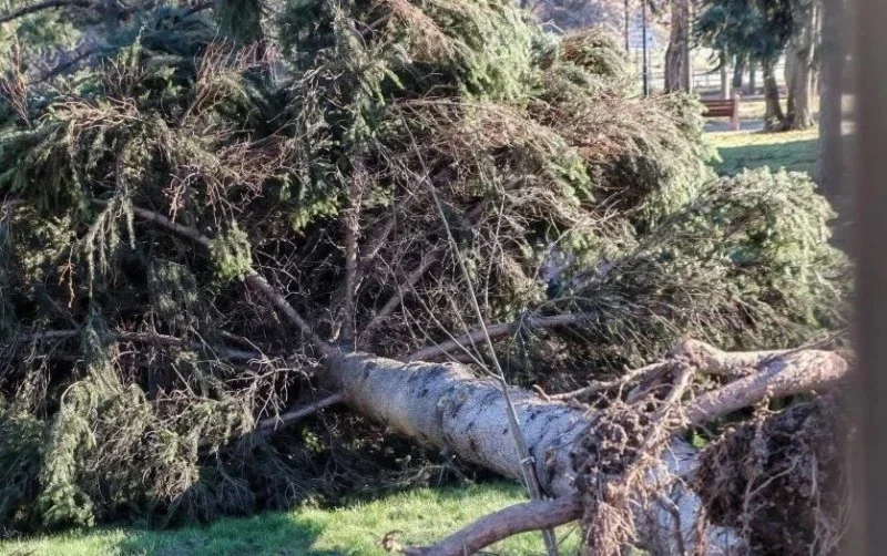 След ремонта: "Топлофикация" започва залесяване в "Дружба 2"
