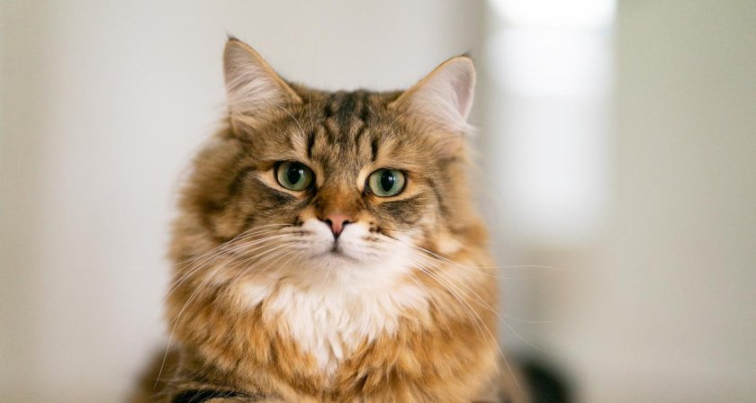 Защо котките никога не падат по гръб