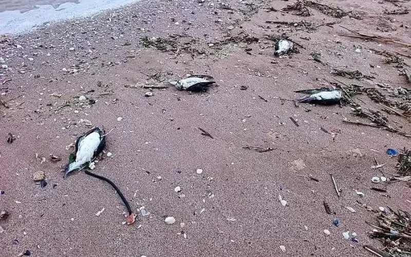 Рибарски мрежи избили делфините и птиците край Шабла