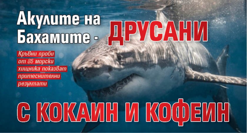 Акулите на Бахамите - друсани с кокаин и кофеин