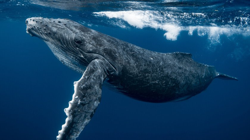 Гърбат кит, спасен преди дни, отново заседна край бреговете на Германия