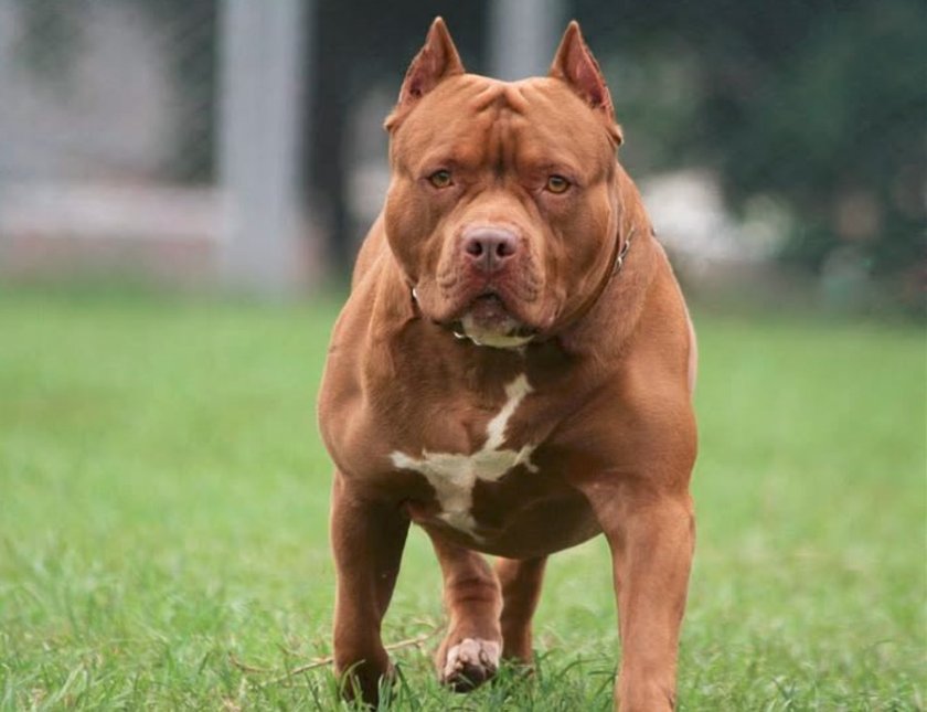 Домашен питбул, разхождан от тийнейджър, нахапа две деца в Бургас