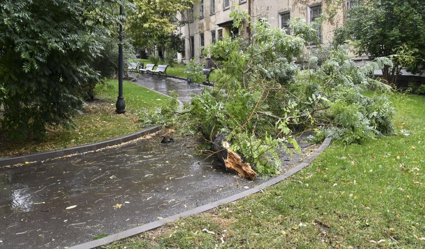 Дърво падна и счупи крака на работник в Разградско