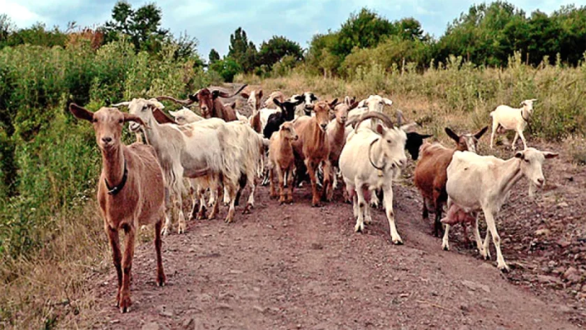 БАБХ предупреждава: Пътуванията по Великден могат да разпространят шап