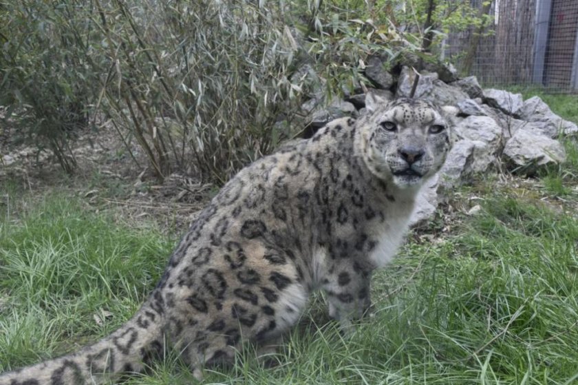 Зоопаркът в София преминава към лятно работно време