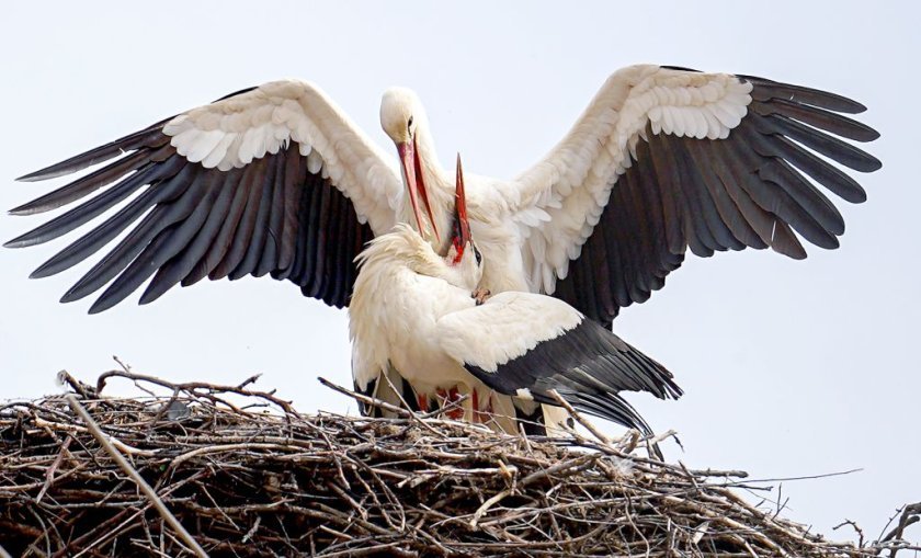Пускат 10 бели щъркели на свобода в природата