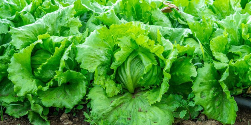 Великден наближава, нитрати дебнат отвсякъде