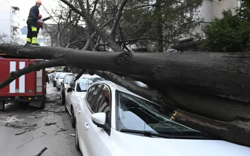 Три месеца търсят собственика на дървото-убиец на Витоша