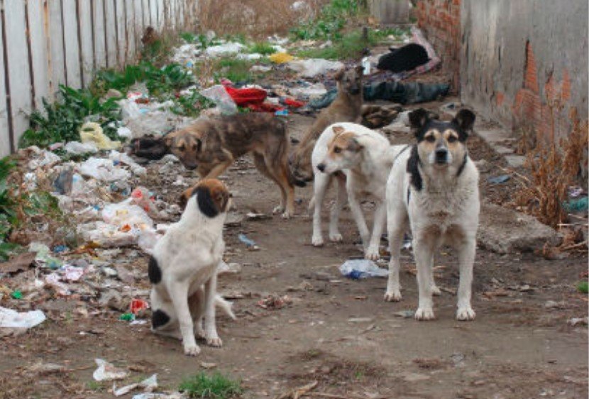 Едва 2000 бездомни кучета щъкат в София, изчислиха от общината