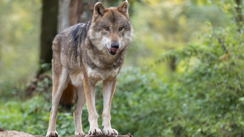 Вълк ухапа жена в центъра на Хамбург