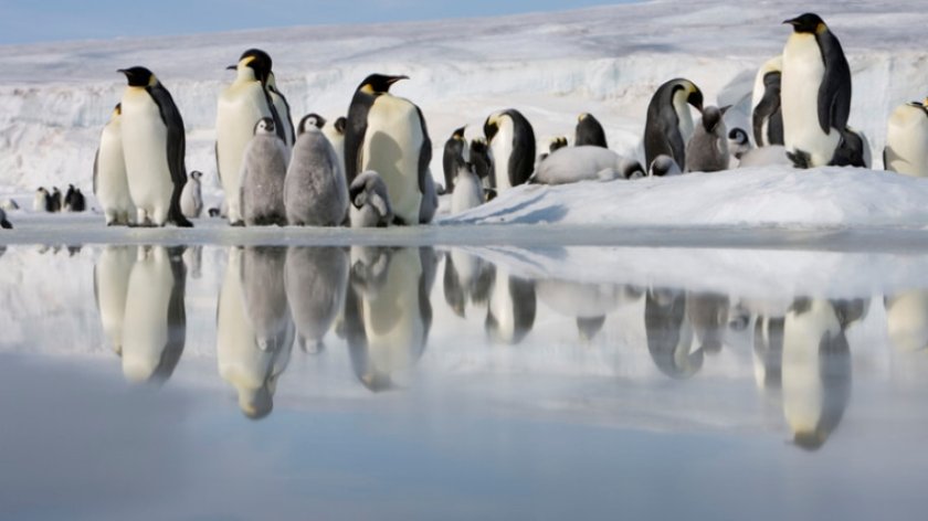 Императорският пингвин и антарктическият тюлен вече са застрашени видове