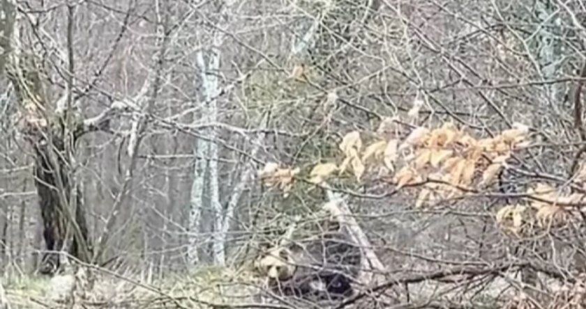 Мъж засне мечка край хижа "Рай"