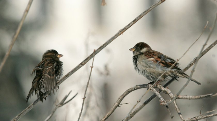Пълен обрат с времето: Студ, дъжд и виелици ни връхлитат на Великден