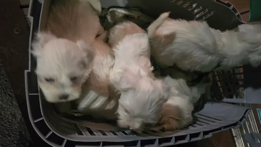 БАБХ спря незаконен превоз на малки кученца в Кресна (СНИМКИ)