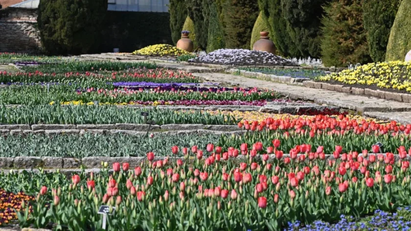 Парад на лалетата тръгна в Ботаническата градина на Балчик