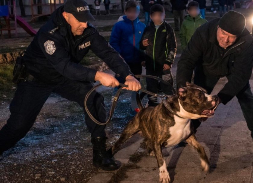 Капитанът, дърпал лодката с парасейла на Иван в Несебър, е собственик на питбула, нападнал деца снощи