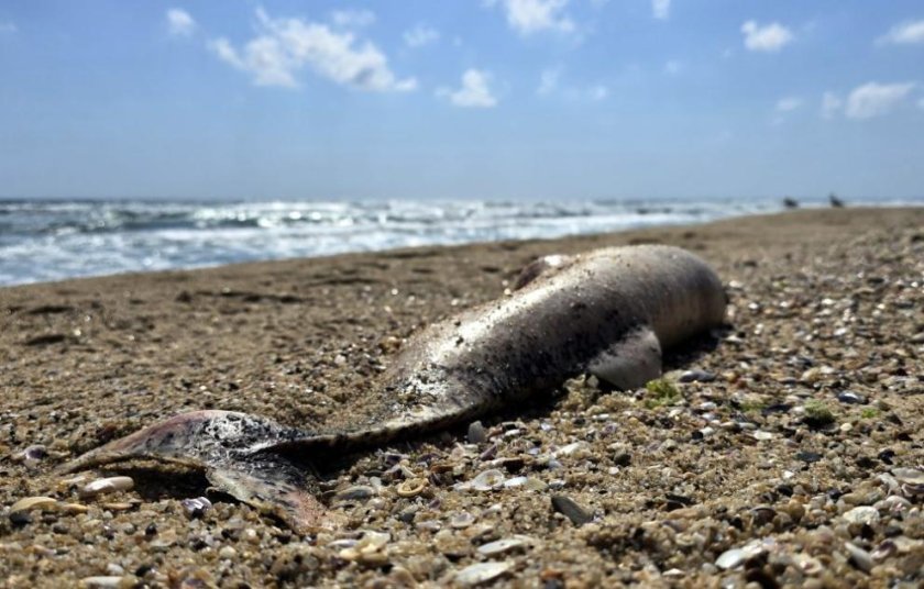 Морето изхвърли 3 мъртви делфина край Приморско 
