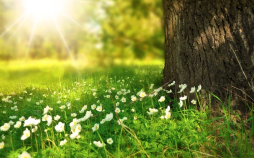 Слънце на Цветница и в Страстната седмица