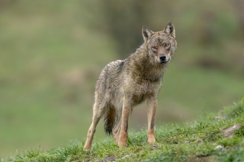 Пуснаха на свобода вълка, ухапал жена в Хамбург