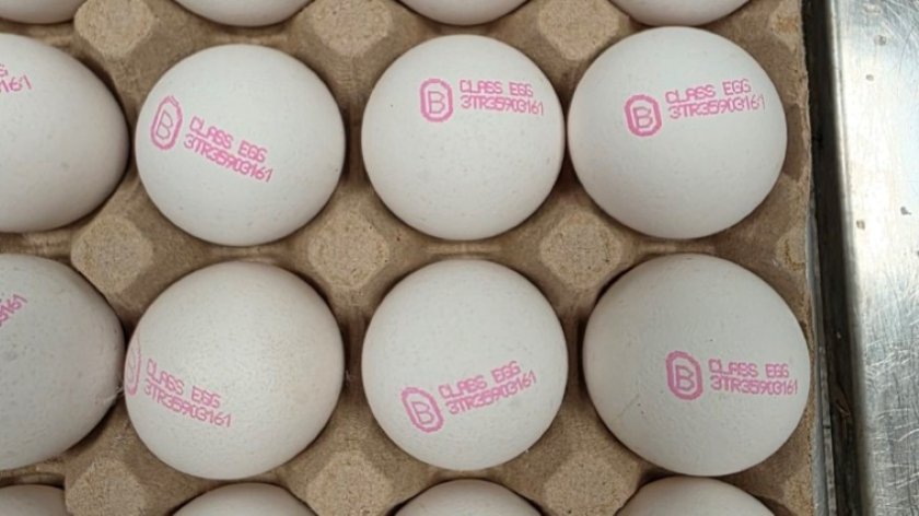 БАБХ върна над 1 млн. яйца в Турция