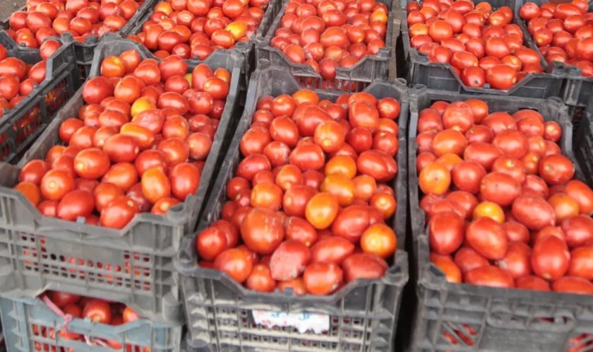 Шок в Румъния: Първите домати за сезона стигнаха 20 евро килото