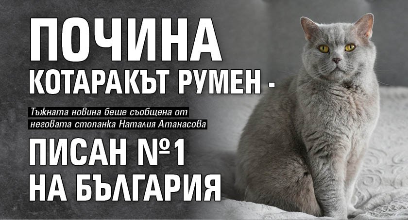 Почина котаракът Румен - писан №1 на България
