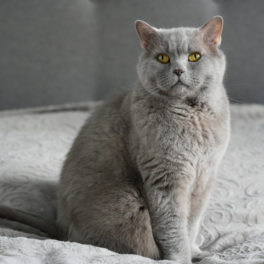 Отиде си Котарака Румен