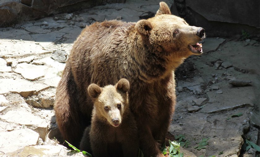 ВНИМАНИЕ: Кафява мечка обикаля в района на язовир "Кричим"