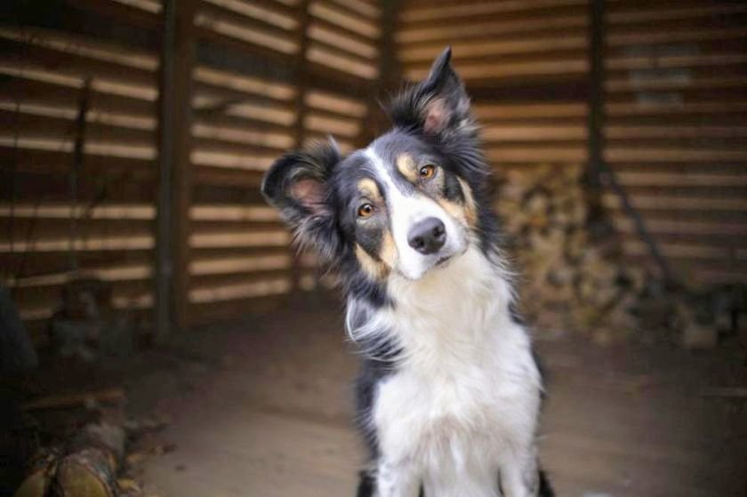 Разследват смъртта на куче в Ловешко