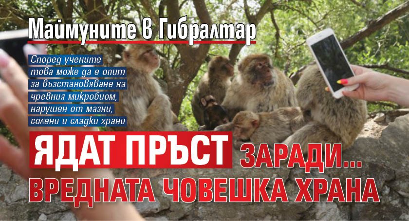 Маймуните в Гибралтар ядат пръст заради&hellip; вредната човешка храна